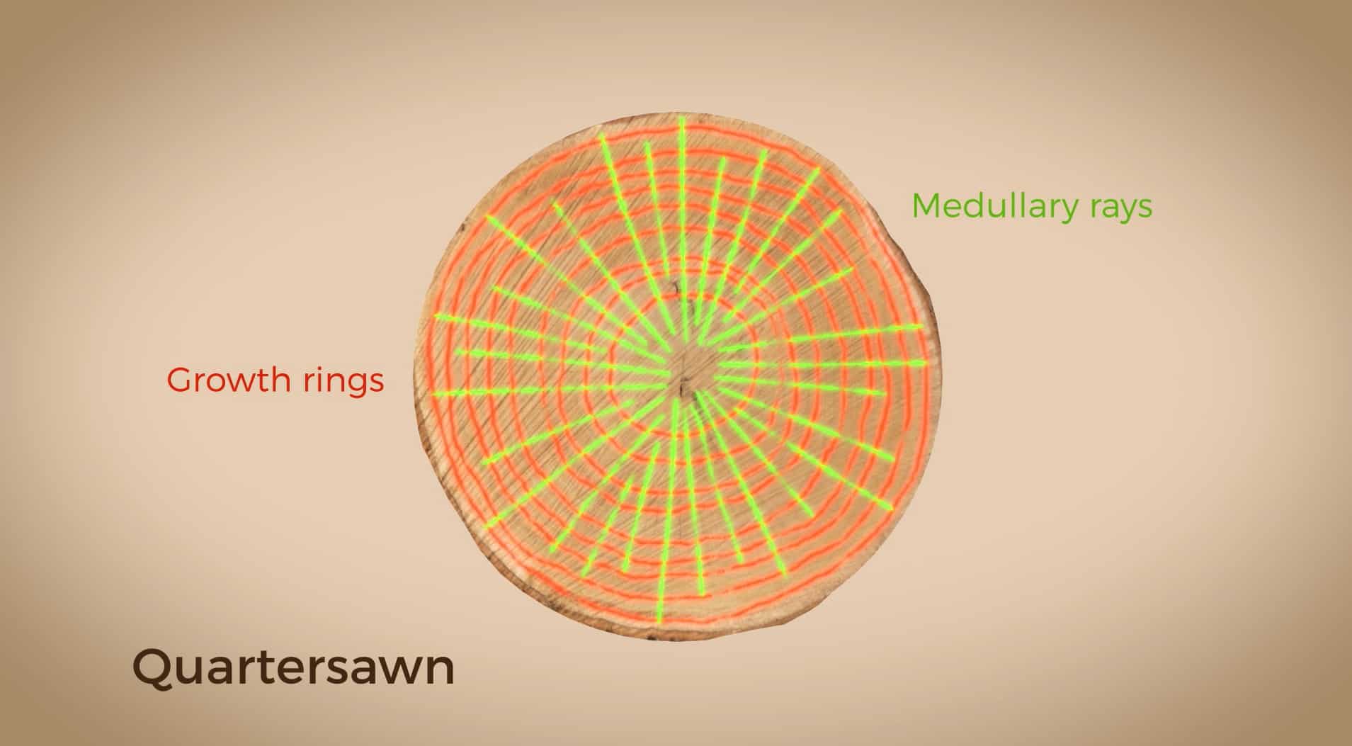 Growth Rings and Medullary Rays
