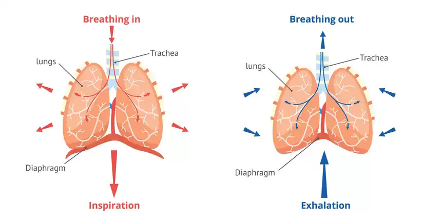 Learn to breathe into your diaphragm