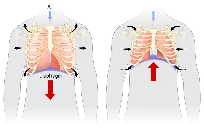 Whats your diaphragm