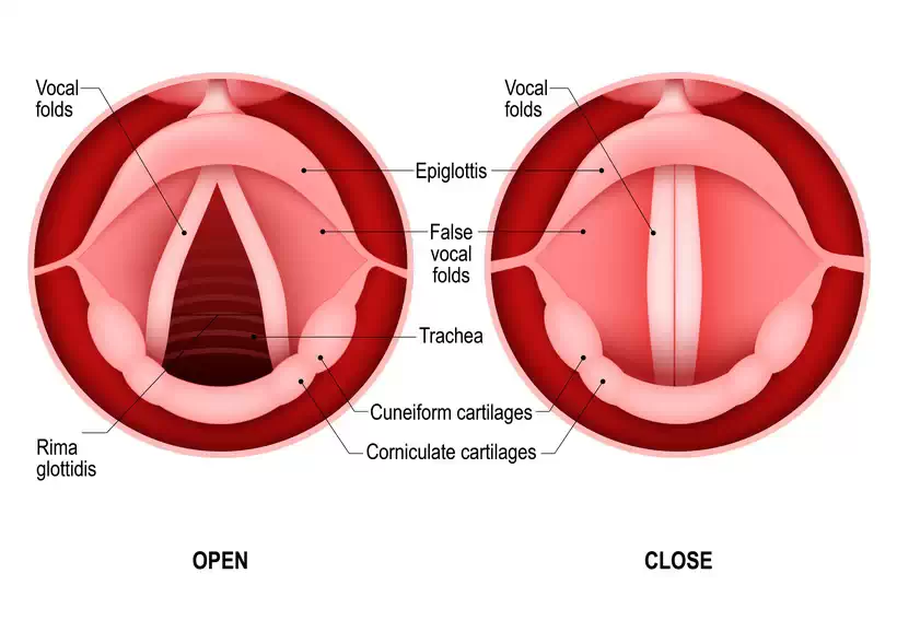 Vocal Folds